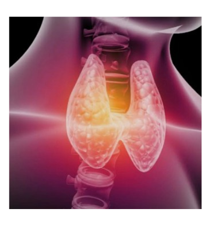 Doenças da Tireoide e ParatireoideDiagnóstico e tratamento do hipotireoidismo, Hashimoto, hipertireoidismo, nódulos tireoidianos, câncer de tireoide e distúrbios da paratireoide.